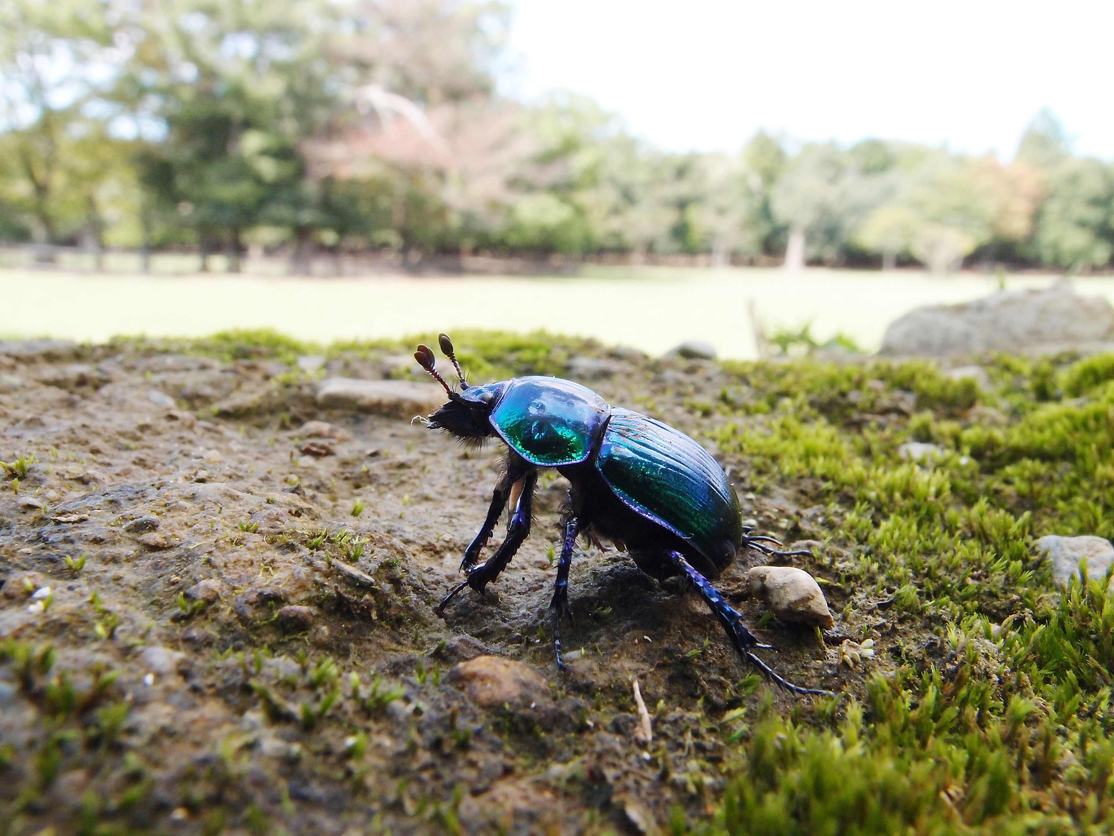 コガネムシ研究会